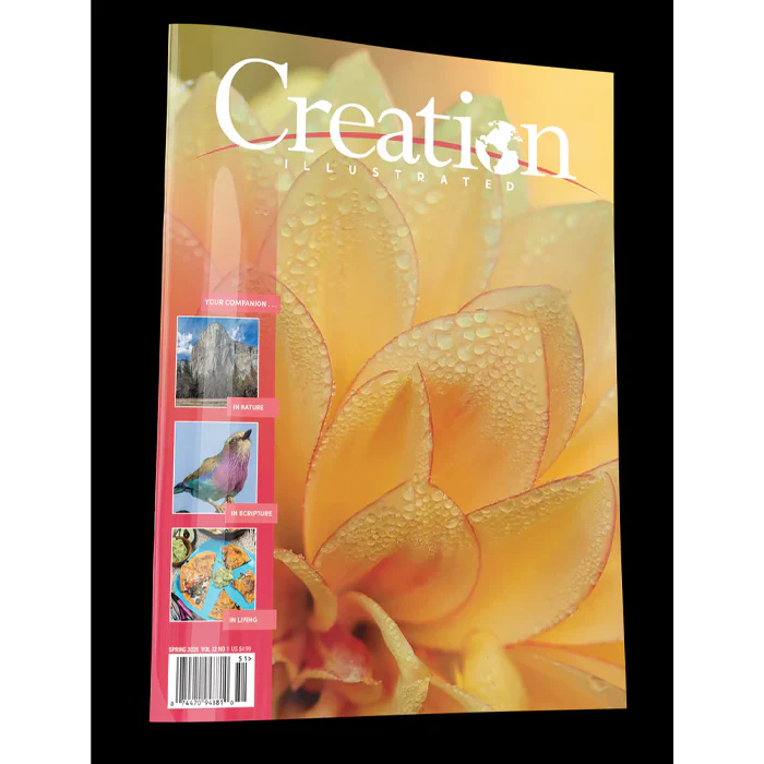 Clearance - Creation Illustrated Spring 2025